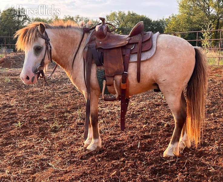 "Frizz" Buckskin Gelding Pony - Pony
