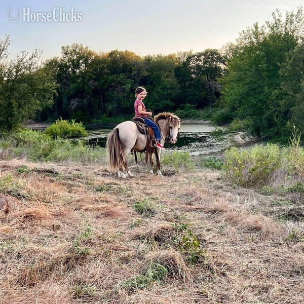 Pony - "Frizz" Buckskin Gelding Pony