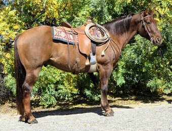 "HANK THE TANK" Dun Gelding Quarter Horse