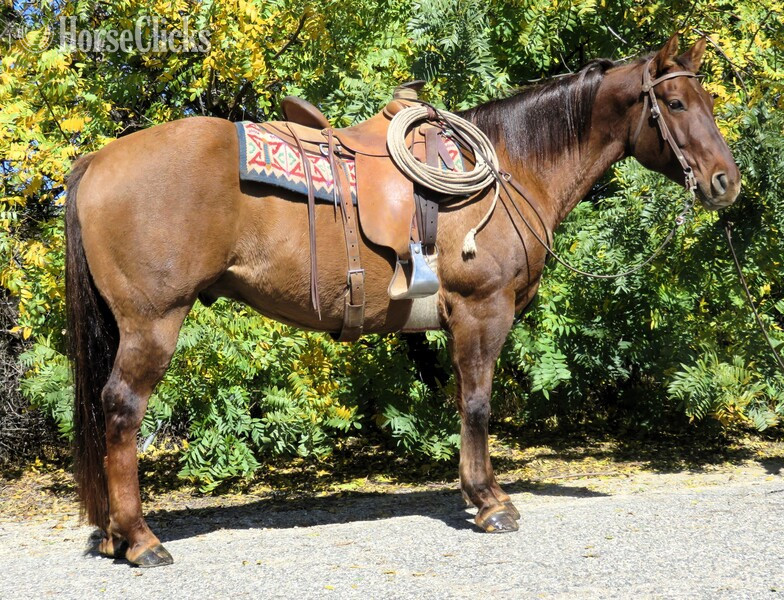 "HANK THE TANK" Dun Gelding Quarter Horse in California