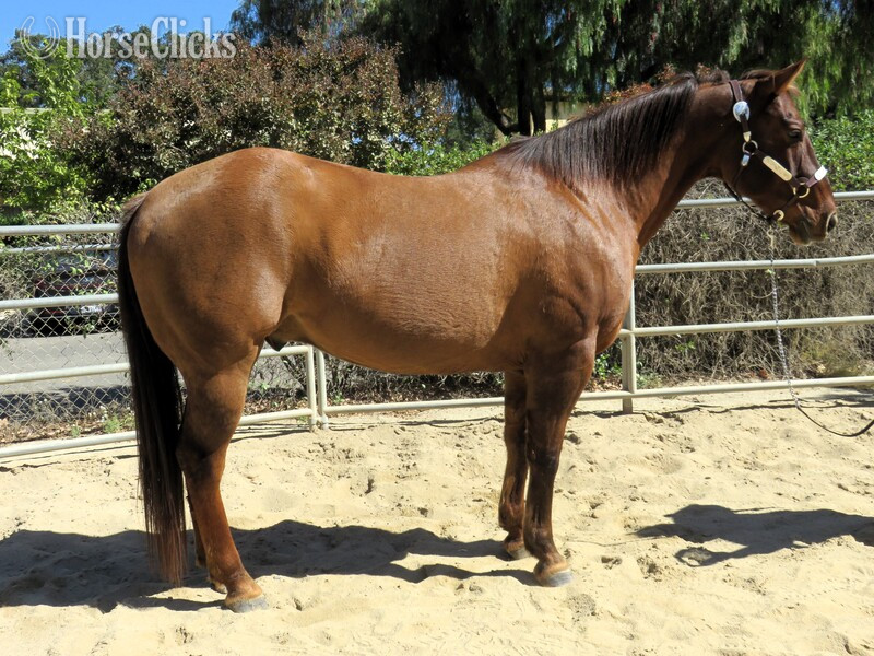"HANK THE TANK" Dun Gelding Quarter Horse