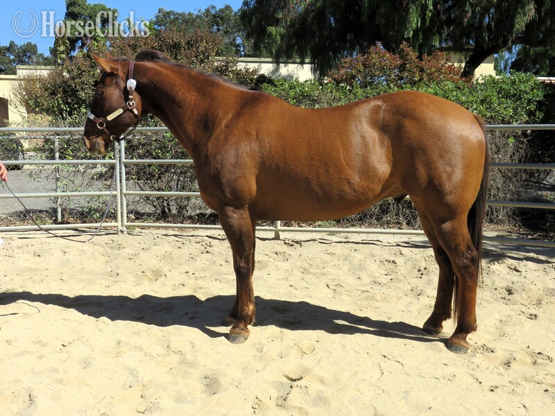 California "HANK THE TANK" Dun Gelding Quarter Horse
