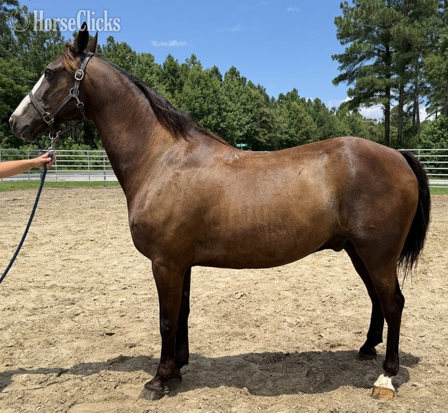 "Morgan " Bay Gelding Morgan