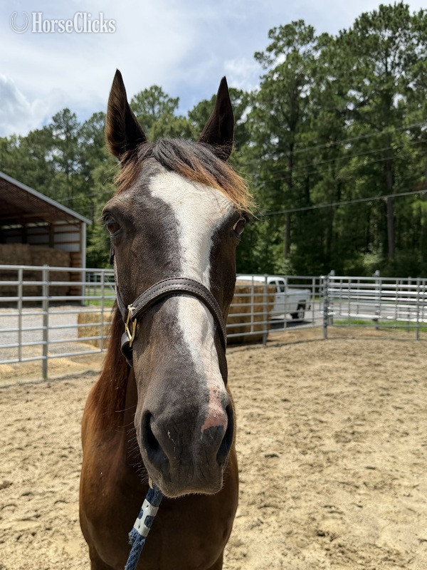 North Carolina "Morgan " Bay Gelding Morgan