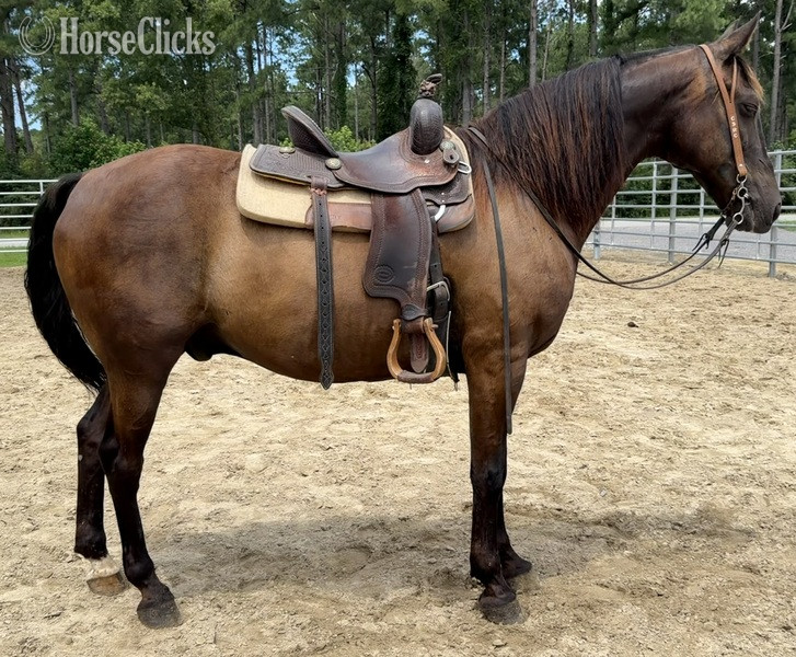 "Morgan " Bay Gelding Morgan - Morgan in North Carolina