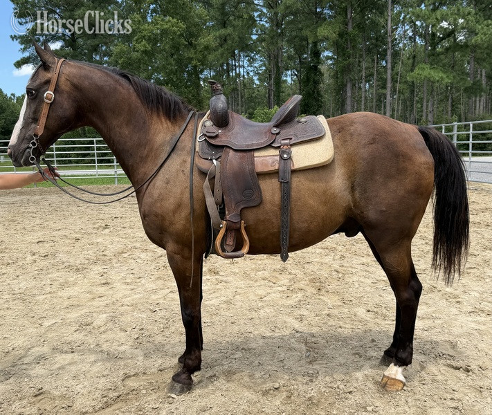 "Morgan " Bay Gelding Morgan - Morgan