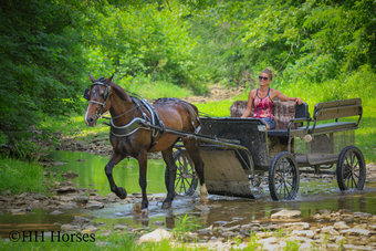 "NOVA" Bay Mare Morgan