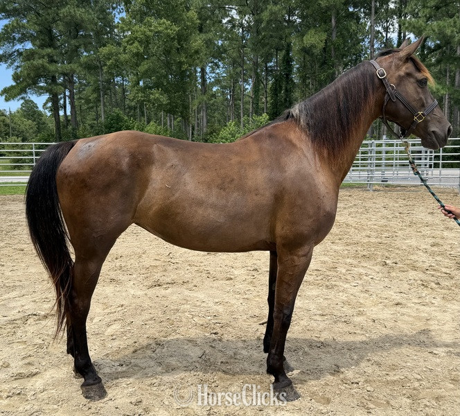 "Mare" Bay Mare Morgan in North Carolina