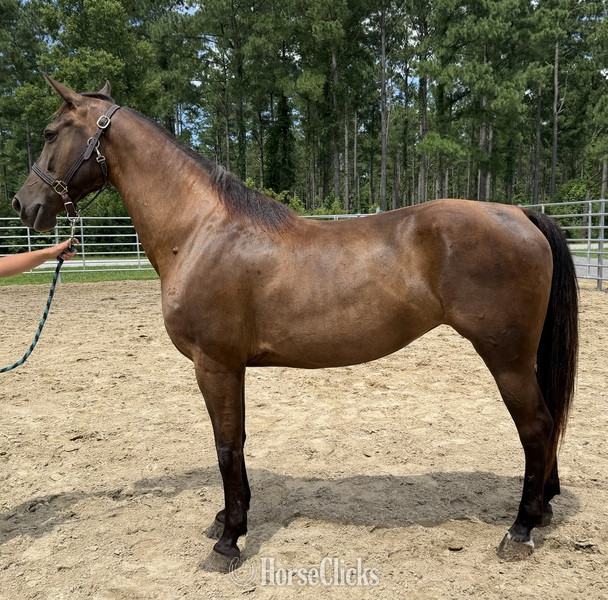 "Mare" Bay Mare Morgan