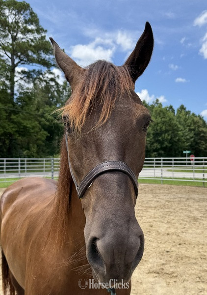 "Mare" Bay Mare Morgan - Morgan
