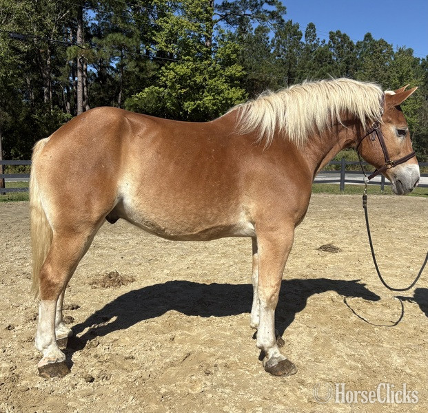 "Belgian" Sorrel Gelding Belgian in North Carolina
