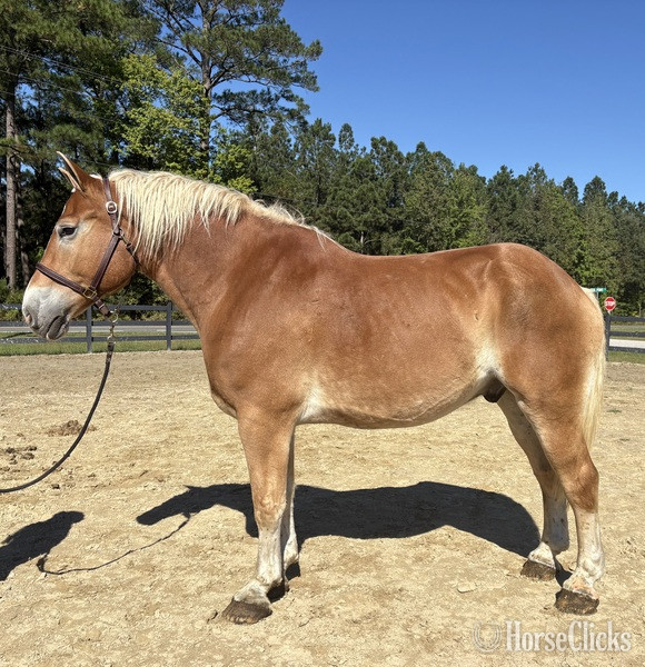 "Belgian" Sorrel Gelding Belgian
