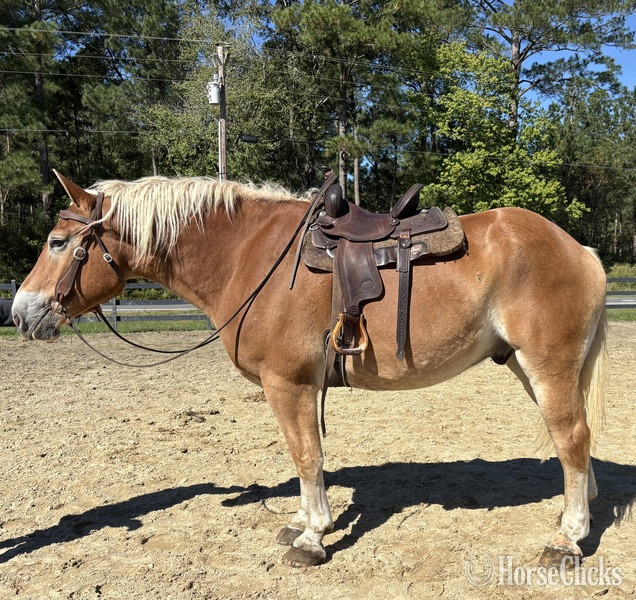 North Carolina "Belgian" Sorrel Gelding Belgian