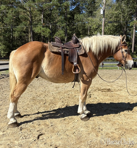 "Belgian" Sorrel Gelding Belgian - Belgian in North Carolina