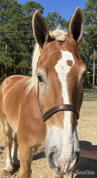 "Belgian" Sorrel Gelding Belgian - Belgian