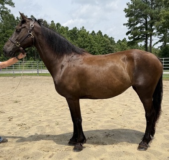 "Mare" Black Mare Draft