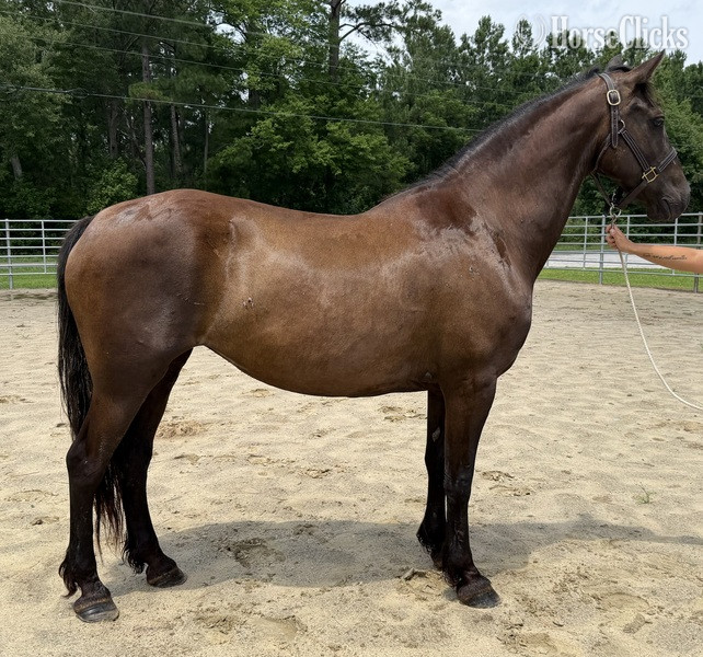 "Mare" Black Mare Draft