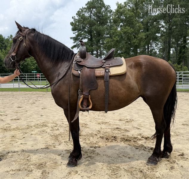 North Carolina "Mare" Black Mare Draft