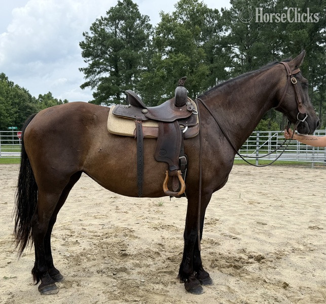 "Mare" Black Mare Draft - Draft in North Carolina
