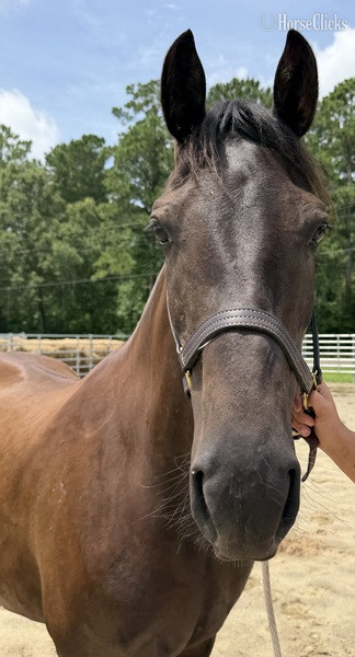 "Mare" Black Mare Draft - Draft