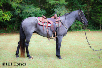"BLUE SMOKE " Blue Roan Mare Kentucky Mountain
