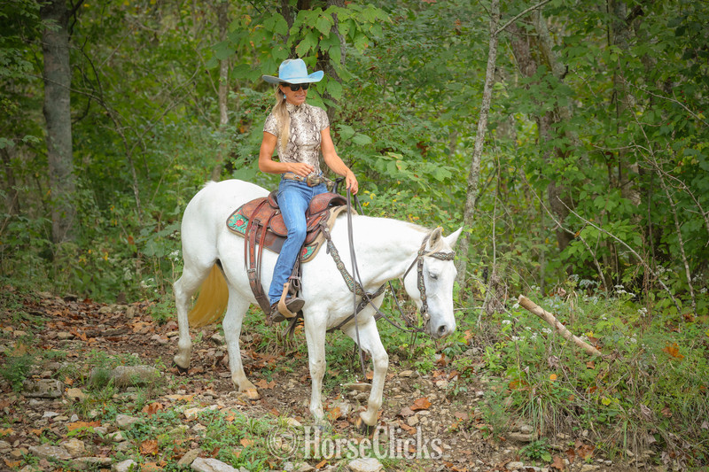 "MISS MERRYLEGS" Grey Mare Quarter Horse Kentucky