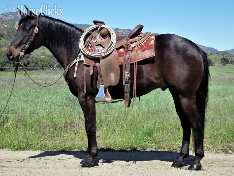"JAG FANCYOTOESHADOW" Brown Gelding Quarter Horse in California