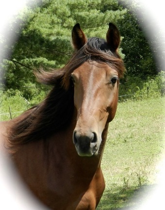 Bay 15hh Rocky Mountain Stallion