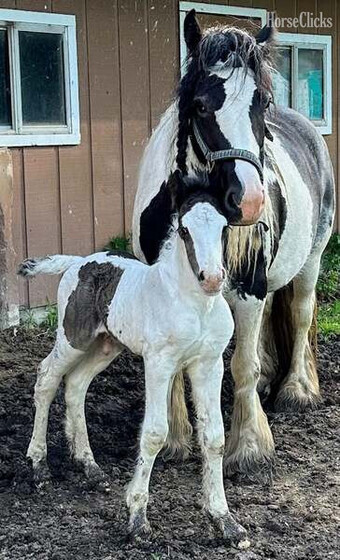 "Trudy?s Hezekiah ?Zeke?" Pinto Colt Gypsy Vanner