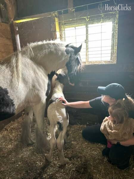 Kentucky "Trudy?s Hezekiah ?Zeke?" Pinto Colt Gypsy Vanner
