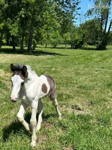 "Trudy?s Hezekiah ?Zeke?" Pinto Colt Gypsy Vanner - Gypsy Vanner in Kentucky