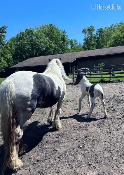 "Trudy?s Hezekiah ?Zeke?" Pinto Colt Gypsy Vanner - Gypsy Vanner