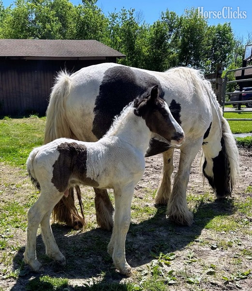 "Trudy?s Hezekiah ?Zeke?" Pinto Colt Gypsy Vanner Kentucky
