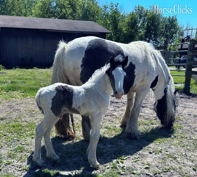 Gypsy Vanner - "Trudy?s Hezekiah ?Zeke?" Pinto Colt Gypsy Vanner in Kentucky
