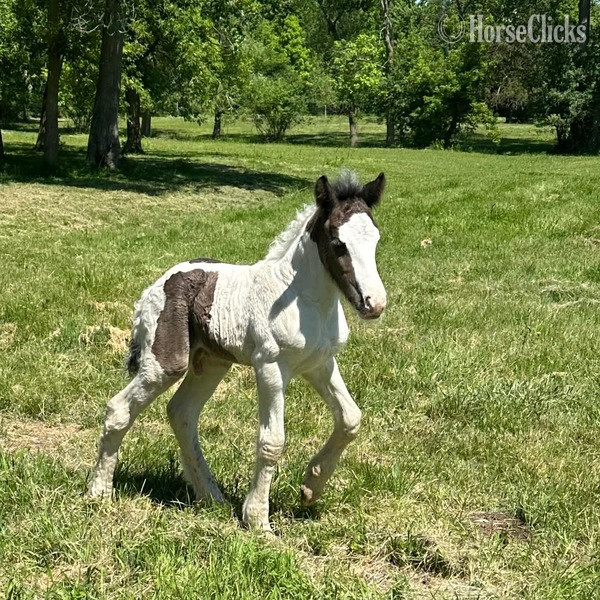 Gypsy Vanner - "Trudy?s Hezekiah ?Zeke?" Pinto Colt Gypsy Vanner