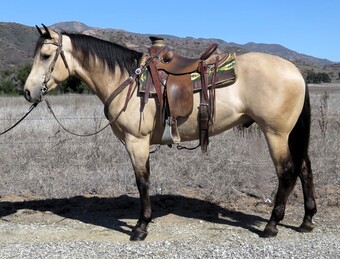 "HQH DAKOTA POCO" Buckskin Gelding Quarter Horse
