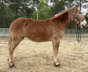 "Mule" Sorrel Mare Mule
