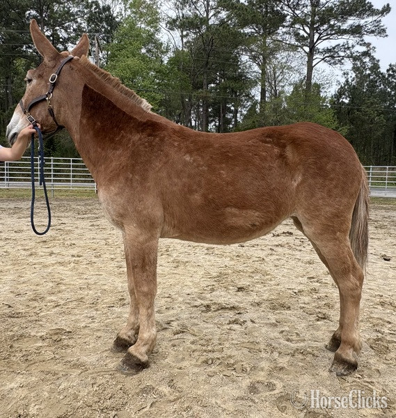 "Mule" Sorrel Mare Mule