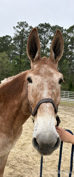 North Carolina "Mule" Sorrel Mare Mule
