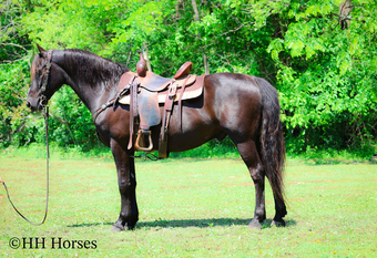 "RINGABELL'S THUNDER" Black Gelding Morgan