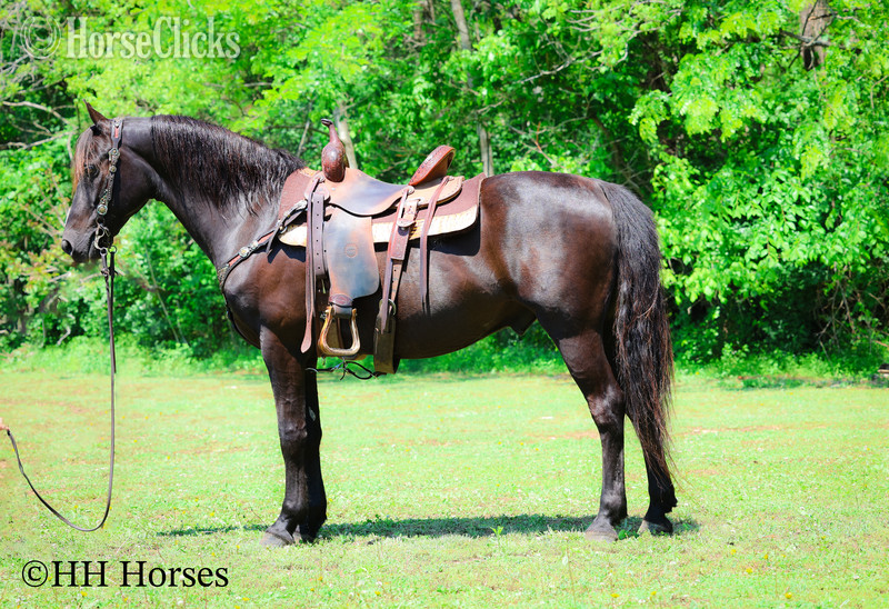 "RINGABELL'S THUNDER" Black Gelding Morgan in Kentucky