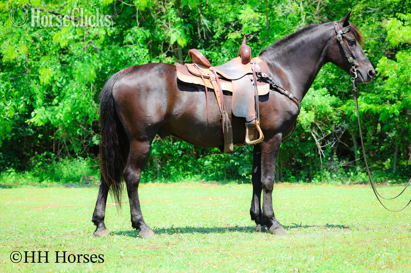 "RINGABELL'S THUNDER" Black Gelding Morgan