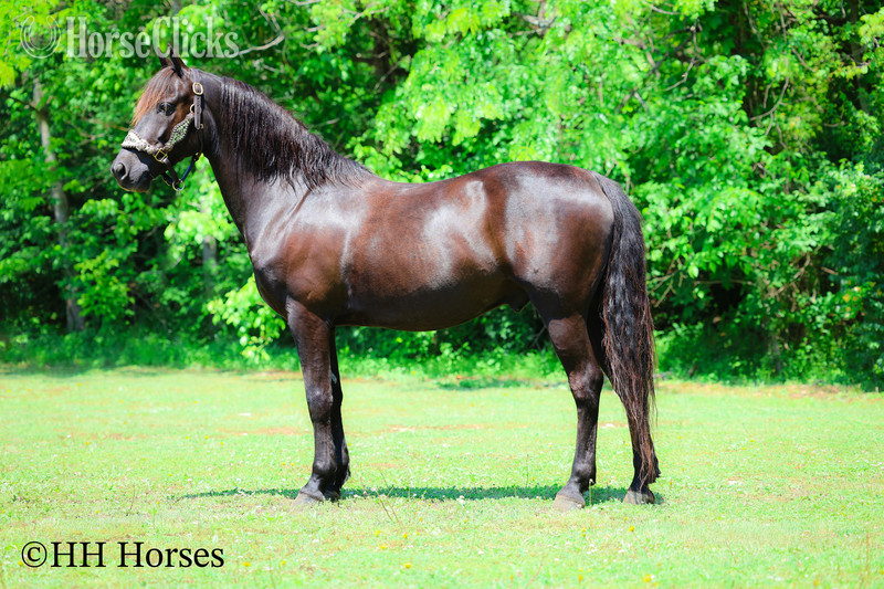 Kentucky "RINGABELL'S THUNDER" Black Gelding Morgan