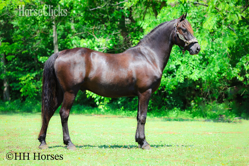 "RINGABELL'S THUNDER" Black Gelding Morgan - Morgan in Kentucky
