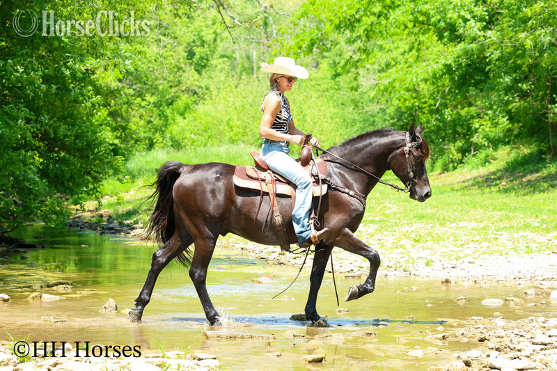 "RINGABELL'S THUNDER" Black Gelding Morgan - Morgan