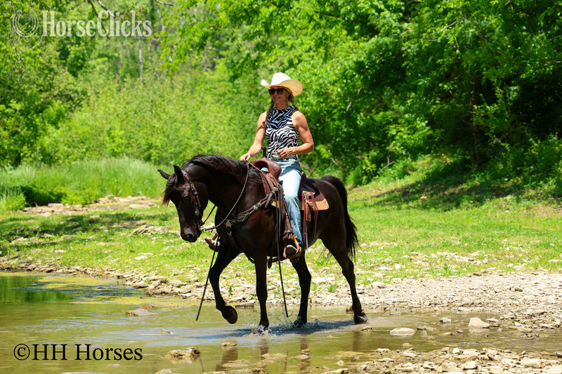 "RINGABELL'S THUNDER" Black Gelding Morgan Kentucky