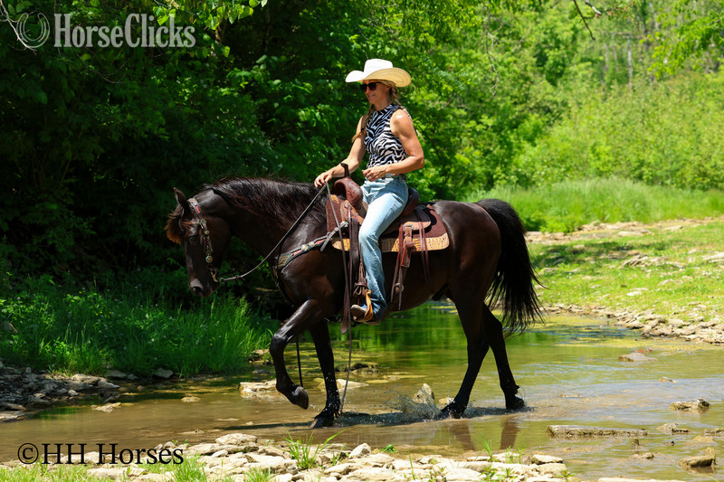 Morgan - "RINGABELL'S THUNDER" Black Gelding Morgan in Kentucky