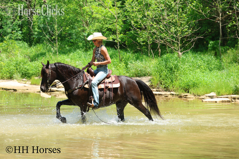 Morgan - "RINGABELL'S THUNDER" Black Gelding Morgan