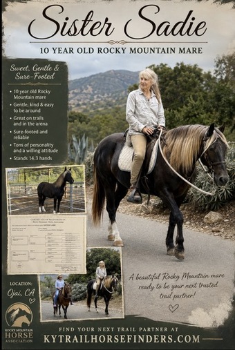 "Sister Sadie" Chocolate Mare Rocky Mountain