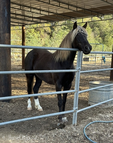 "Sister Sadie" Chocolate Mare Rocky Mountain - Rocky Mountain in Kentucky